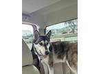 Adopt Cornbread a Black - with White Husky / Mixed dog in Phoenix, AZ (41406233)