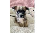 Adopt Juniper a Brown/Chocolate Terrier (Unknown Type, Small) / Mixed dog in
