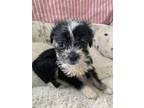Adopt Jillian a Black Schnauzer (Miniature) / Mixed dog in Santa Fe