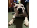 Adopt Bane a White - with Black American Pit Bull Terrier / Mixed dog in