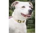 Adopt Hilda a White Pit Bull Terrier / Mixed dog in Newport, KY (38036933)