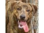 Adopt Zahir- a Brindle Labrador Retriever / Mixed dog in RIDGELAND