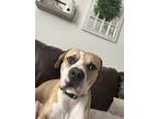 Adopt Beaux a White - with Tan, Yellow or Fawn Boxer / Mixed dog in Warner