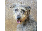 Adopt Scruffy a Black Airedale Terrier / Mixed Breed (Medium) / Mixed (short