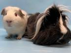 Adopt Beandip a Black Guinea Pig / Mixed small animal in Golden Valley