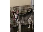 Adopt Hutch a Gray/Silver/Salt & Pepper - with White German Shepherd Dog / Husky