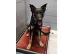 Adopt 86525 a Black German Shepherd Dog dog in Nogales, AZ (41405802)