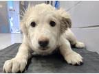 Adopt 86523 a White Husky dog in Nogales, AZ (41405801)
