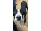 Adopt Domino a Black Great Dane / Mixed Breed (Medium) / Mixed (short coat) dog