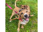 Adopt Girlie a Tan/Yellow/Fawn - with White Mixed Breed (Medium) / Mixed dog in