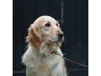Adopt BELLE a Tan/Yellow/Fawn Golden Retriever / Mixed dog in Escondido