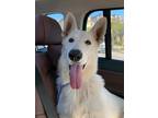 Adopt Romeo a White German Shepherd Dog / Mixed dog in Long Beach, CA (41405841)