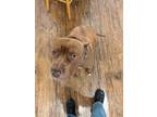 Adopt Knowledge a Red/Golden/Orange/Chestnut - with White American Pit Bull