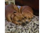 Adopt Bonnie & Clyde a Tan/Yellow/Fawn - with White American Pit Bull Terrier /