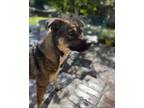 Adopt Honey a Brown/Chocolate Shiba Inu / Mixed dog in Stockton, CA (41405837)