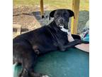 Adopt Billy a Black - with White Labrador Retriever / Mixed Breed (Large) /