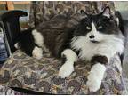 Adopt Buddy Guy a Domestic Mediumhair / Mixed cat in Vancouver, BC (40815534)