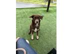 Adopt Maizee a Brown/Chocolate - with White Border Collie / Mixed dog in North