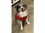 Adopt Luna a White - with Gray or Silver Australian Shepherd / Mixed dog in