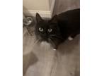 Adopt Mama a Black & White or Tuxedo Siberian / Mixed (long coat) cat in Pomona