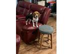 Adopt Pepper a Tricolor (Tan/Brown & Black & White) Beagle / Mixed dog in San