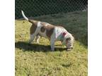Adopt Coco a White - with Tan, Yellow or Fawn American Pit Bull Terrier / Mixed