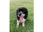 Adopt Pongo a Black - with White Cocker Spaniel / Mixed dog in Conroe