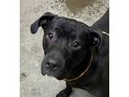 Adopt Buster a Mixed Breed (Medium) / Mixed dog in Spokane Valley, WA (41405641)