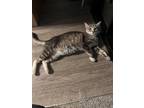 Adopt Layla a Gray, Blue or Silver Tabby Tabby / Mixed (medium coat) cat in