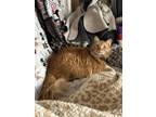 Adopt Bubbles a Orange or Red Domestic Longhair / Mixed (long coat) cat in