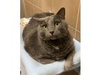 Adopt Jasper a Domestic Shorthair / Mixed cat in Lincoln, NE (41401009)