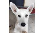 Adopt Snowbunny a German Shepherd Dog / Mixed dog in Pomona, CA (41405693)
