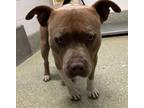 Adopt Grover* a American Pit Bull Terrier / Mixed dog in Pomona, CA (41403073)