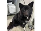 Adopt Bear* a Border Collie / Chow Chow / Mixed dog in Pomona, CA (41403071)