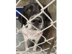 Adopt Bond*/precious a Black Collie dog in Kingman, AZ (41405683)