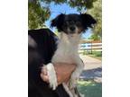 Adopt Griffin a Black - with White Papillon / Mixed dog in Temecula