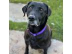 Adopt Letta - (Medical) a Black Labrador Retriever / Mixed dog in San Diego
