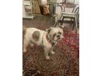 Adopt Kobi a Brown/Chocolate - with White Bull Terrier / Shih Tzu / Mixed dog in