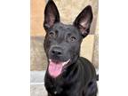 Adopt Lucy Liu a Black German Shepherd Dog / Labrador Retriever / Mixed dog in
