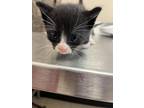 Adopt 55875653 a All Black Domestic Shorthair / Domestic Shorthair / Mixed cat