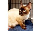 Adopt Athena 040624 a Brown or Chocolate Siamese / Domestic Shorthair / Mixed