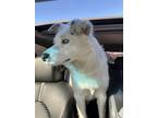 Adopt Athena a Black - with White Australian Shepherd / Mixed dog in Shawnee