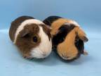 Adopt Taki a Brown or Chocolate Guinea Pig / Mixed small animal in Woodbury