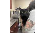Adopt Ryan a All Black Domestic Shorthair / Domestic Shorthair / Mixed cat in