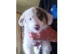 Adopt Patch a Tan/Yellow/Fawn - with White Australian Shepherd / Mixed dog in