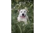 Adopt Pozy a American Pit Bull Terrier / Mixed Breed (Medium) / Mixed dog in