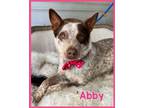 Adopt Abby a Red/Golden/Orange/Chestnut - with White Australian Cattle Dog /