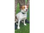 Adopt Gentry a Hound (Unknown Type) / Mixed dog in Murphysboro, IL (39055811)