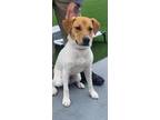 Adopt Greer a Hound (Unknown Type) / Mixed dog in Murphysboro, IL (40503611)