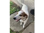 Adopt Mia a White - with Brown or Chocolate Jack Russell Terrier / Mixed dog in